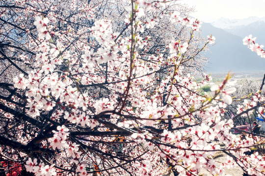 桃花