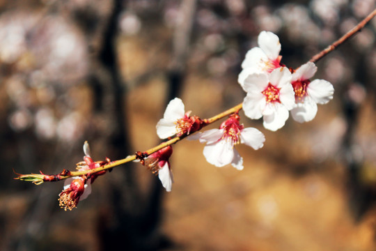 桃花