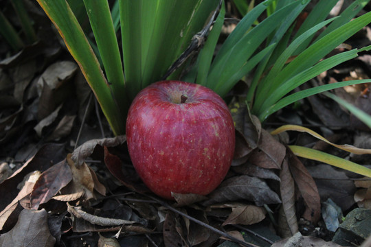丑苹果红苹果自然摄图外景