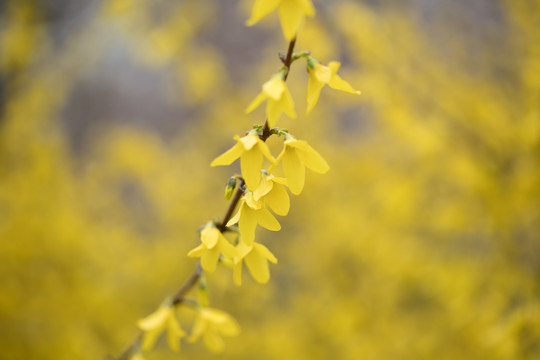 小花