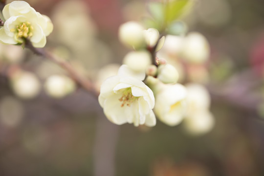 樱花