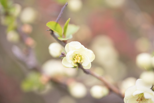 樱花