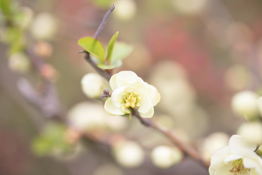 樱花