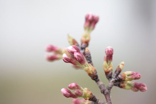 樱花