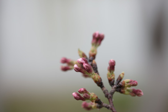 樱花