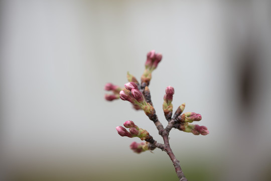 樱花
