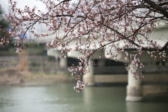 樱花