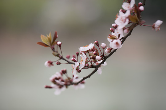 樱花