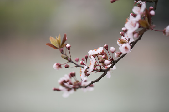 樱花