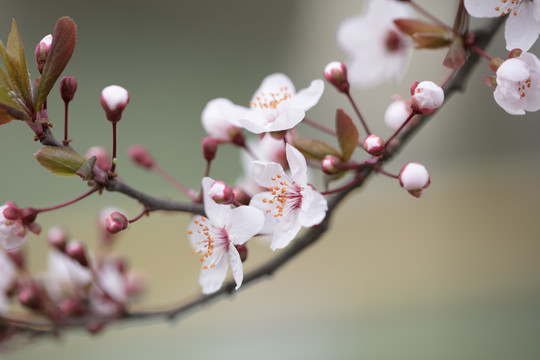樱花