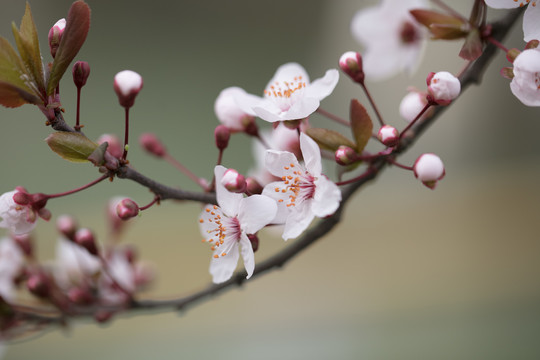 樱花