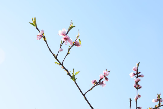 桃花花枝