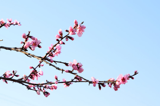 桃花花枝