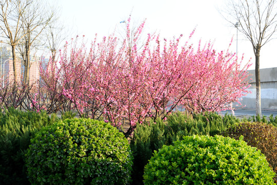 桃花树