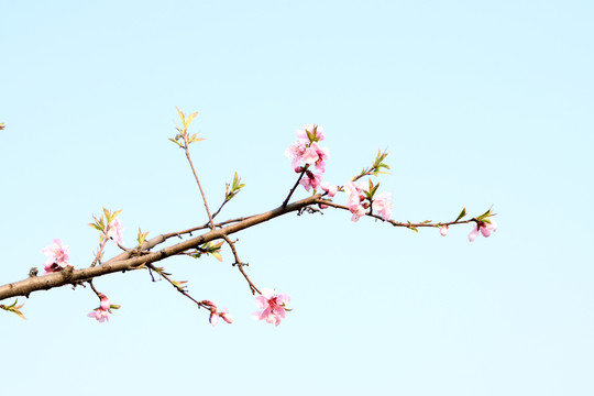 桃花花枝