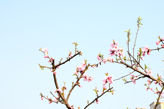 桃花花枝