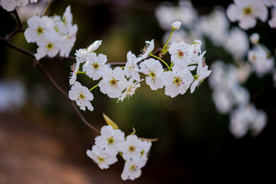 梨花