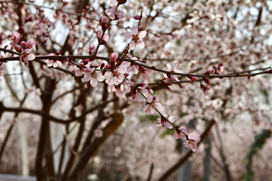 山桃花