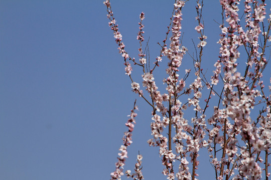 山桃花