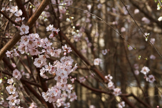 山桃花