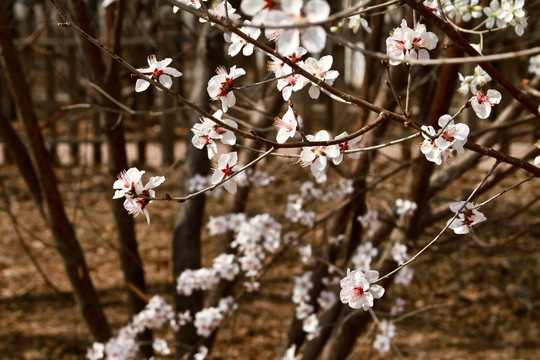 山桃花