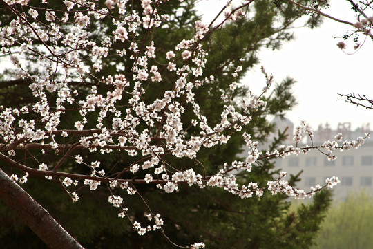 山桃花