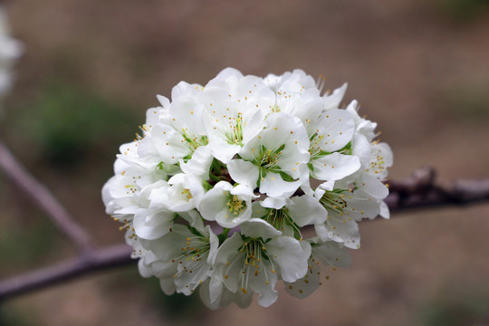春天果树花团锦簇
