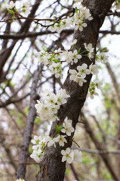 春天果树开花