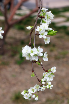 春天果树开花