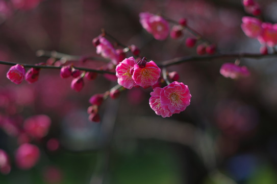 春天的花