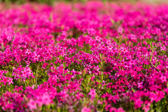 芝樱花