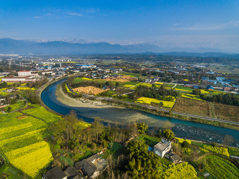 成都平原油菜花