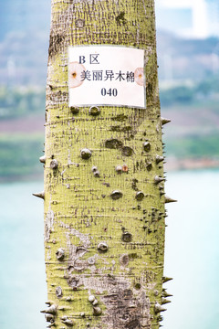 异木棉
