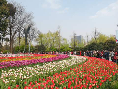 公园里的郁金香花海