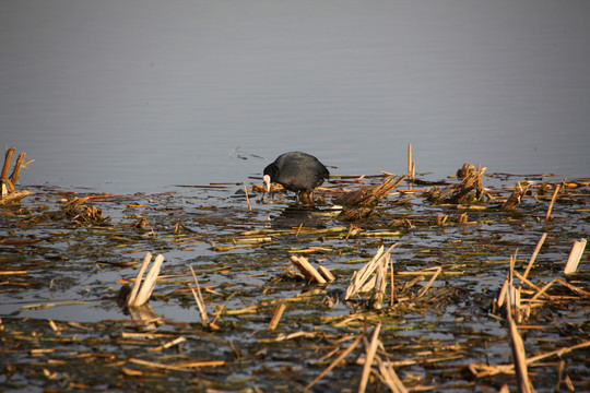 湿地水鸟