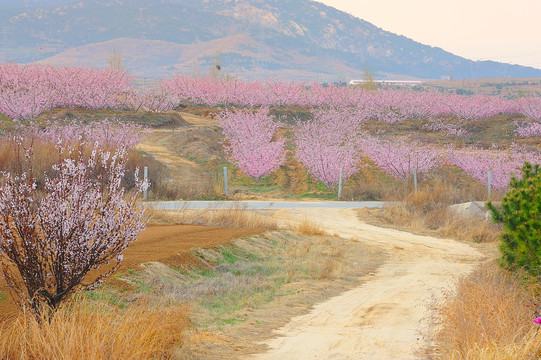 桃花林