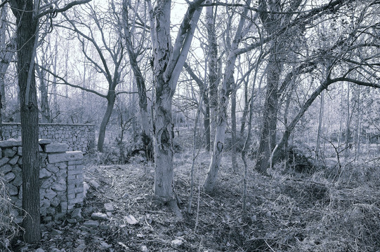 黑白风景