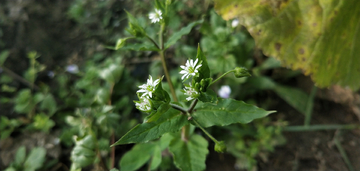 野花野草