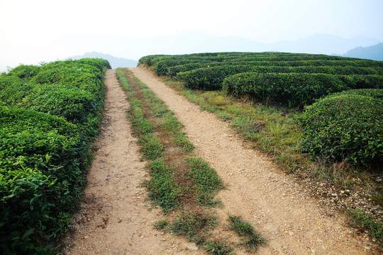 茶园小路