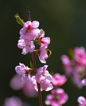 蜜蜂花朵