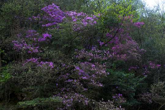 杜鹃花