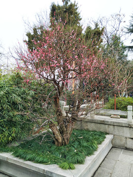 一棵梅花树