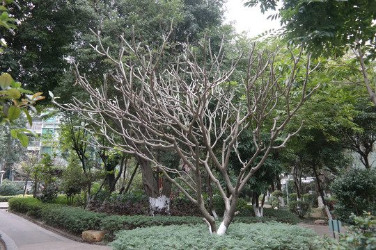 鸡蛋花