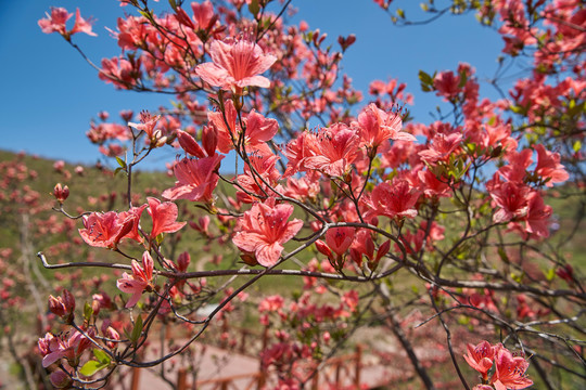 杜鹃花