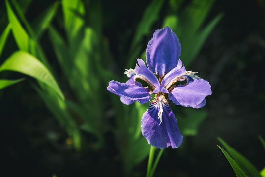 鸢尾花