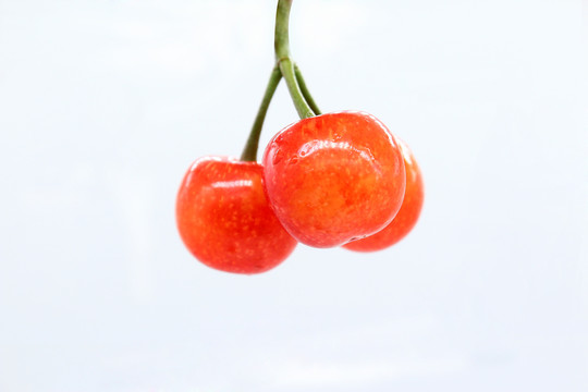 樱桃