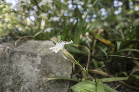 蝴蝶花