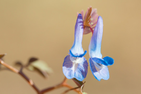 美丽的延胡索蓝色花朵