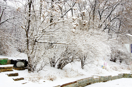 鞍山孟泰公园孤岛树木雪挂雪景