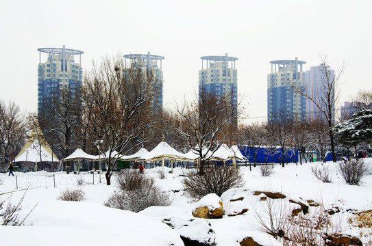 鞍山孟泰公园雪地树木与高层建筑